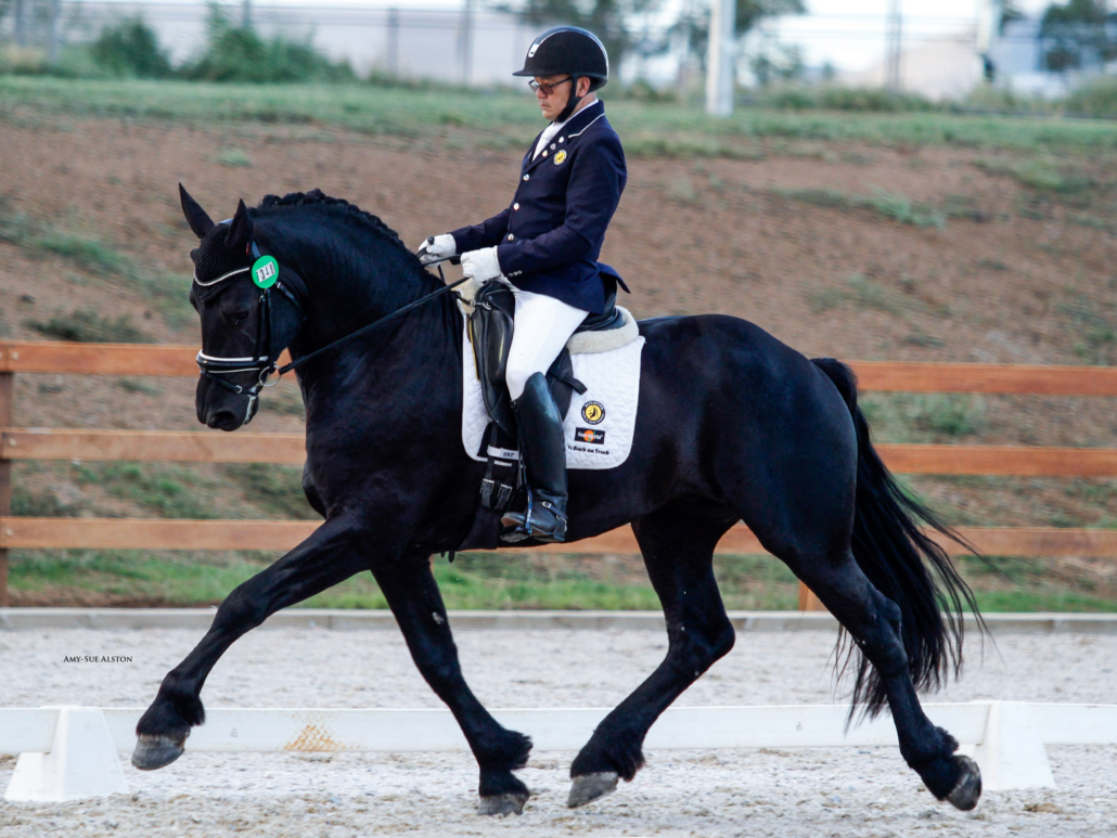 Wester Fan T'Lakerveld - Friesian Breeding Stallion Van Demears Friesian