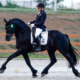 Wester Fan T'Lakerveld - Friesian Breeding Stallion Van Demears Friesian