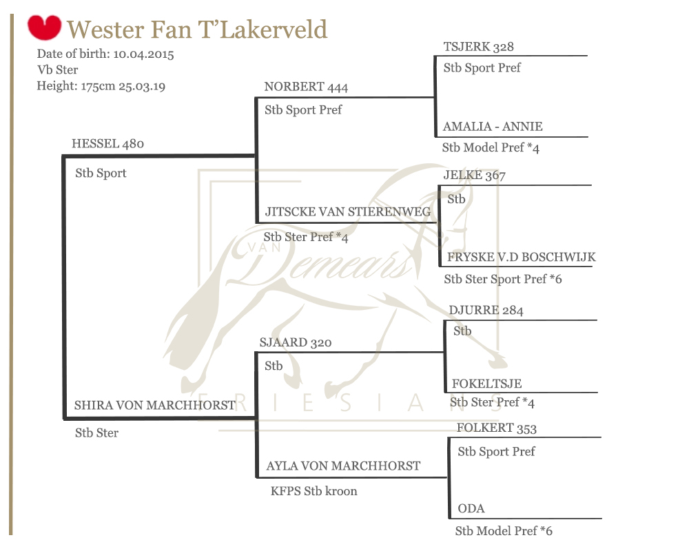 Wester Fan T’Lakerveld | Friesian Breeding Stallion QLD Australia