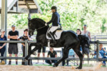 Van Demears Friesians | Friesian Horse Breeding Tamborine QLD