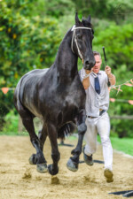 Haitske Fan Het Vaantje - Friesian Mare Van Demears Friesian Horse Stud QLD