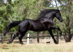 Wester Fan T'Lakerveld - Friesian Breeding Stallion Van Demears Friesian