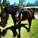 Progeny - Van Demears Friesians - Friesian Horse Stud Tamborine QLD