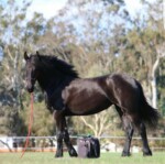 Progeny - Van Demears Friesians - Friesian Horse Stud Tamborine QLD