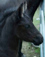 Progeny - Van Demears Friesians - Friesian Horse Stud Tamborine QLD