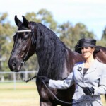 Haitske Fan Het Vaantje - Friesian Mare Van Demears Friesian Horse Stud QLD