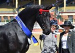 Haitske Fan Het Vaantje - Friesian Mare Van Demears Friesian Horse Stud QLD