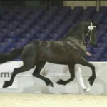 Haitske Fan Het Vaantje - Friesian Mare Van Demears Friesian Horse Stud QLD