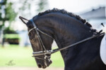 Haitske Fan Het Vaantje - Friesian Mare Van Demears Friesian Horse Stud QLD