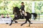Haitske Fan Het Vaantje - Friesian Mare Van Demears Friesian Horse Stud QLD