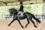 Wester Fan T'Lakerveld - Friesian Breeding Stallion Van Demears Friesian