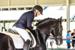 Haitske Fan Het Vaantje - Friesian Mare Van Demears Friesian Horse Stud QLD