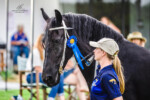 Haitske Fan Het Vaantje - Friesian Mare Van Demears Friesian Horse Stud QLD
