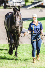 Wester Fan T'Lakerveld - Friesian Breeding Stallion Van Demears Friesian