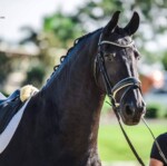 Haitske Fan Het Vaantje - Friesian Mare Van Demears Friesian Horse Stud QLD