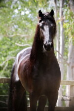 Wester Fan T'Lakerveld - Friesian Breeding Stallion Van Demears Friesian