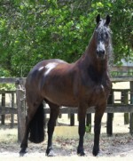 Haitske Fan Het Vaantje - Friesian Mare Van Demears Friesian Horse Stud QLD