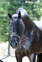 Wester Fan T'Lakerveld - Friesian Breeding Stallion Van Demears Friesian