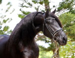 Wester Fan T'Lakerveld - Friesian Breeding Stallion Van Demears Friesian