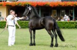 Haitske Fan Het Vaantje - Friesian Mare Van Demears Friesian Horse Stud QLD