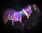 Haitske Fan Het Vaantje - Friesian Mare Van Demears Friesian Horse Stud QLD