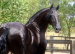 Haitske Fan Het Vaantje - Friesian Mare Van Demears Friesian Horse Stud QLD