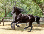 Haitske Fan Het Vaantje - Friesian Mare Van Demears Friesian Horse Stud QLD