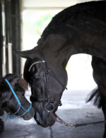 Haitske Fan Het Vaantje - Friesian Mare Van Demears Friesian Horse Stud QLD