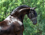 Haitske Fan Het Vaantje - Friesian Mare Van Demears Friesian Horse Stud QLD