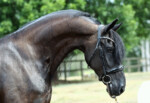 Haitske Fan Het Vaantje - Friesian Mare Van Demears Friesian Horse Stud QLD