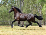 Haitske Fan Het Vaantje - Friesian Mare Van Demears Friesian Horse Stud QLD