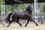 Haitske Fan Het Vaantje - Friesian Mare Van Demears Friesian Horse Stud QLD