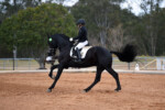 Wester Fan T'Lakerveld - Friesian Breeding Stallion Van Demears Friesian