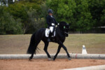 Wester Fan T'Lakerveld - Friesian Breeding Stallion Van Demears Friesian
