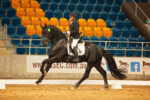 Wester Fan T'Lakerveld - Friesian Breeding Stallion Van Demears Friesian