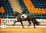 Wester Fan T'Lakerveld - Friesian Breeding Stallion Van Demears Friesian